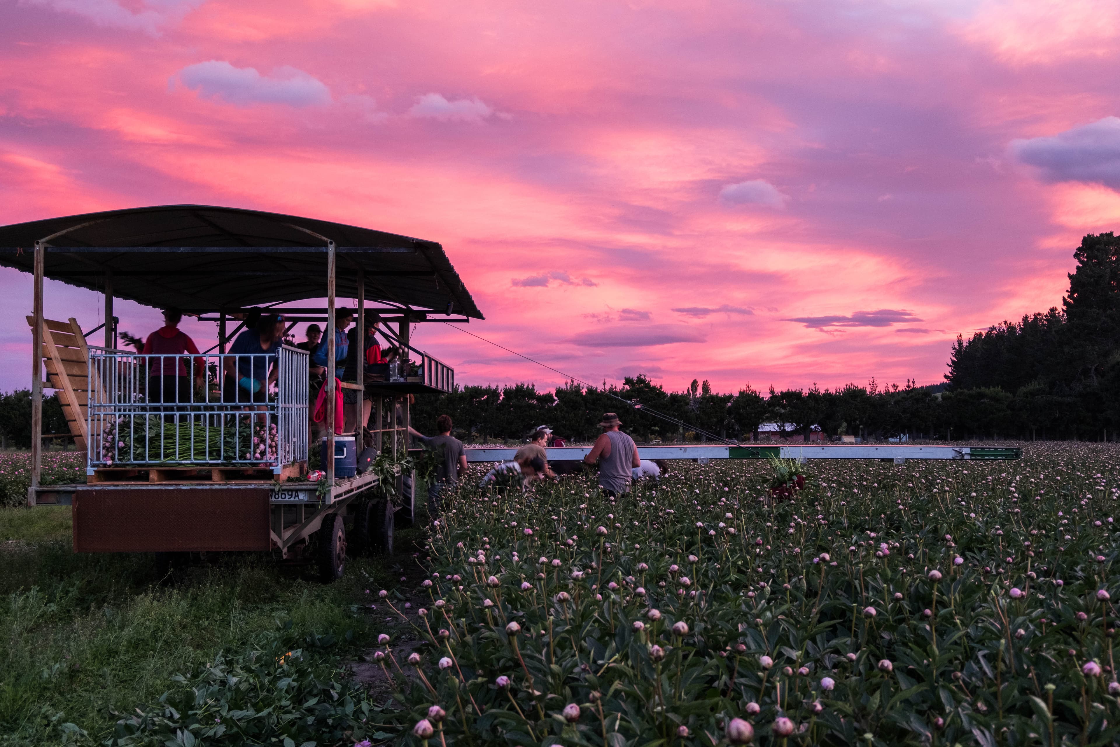 The peony harvest crew at work in the field at sunset