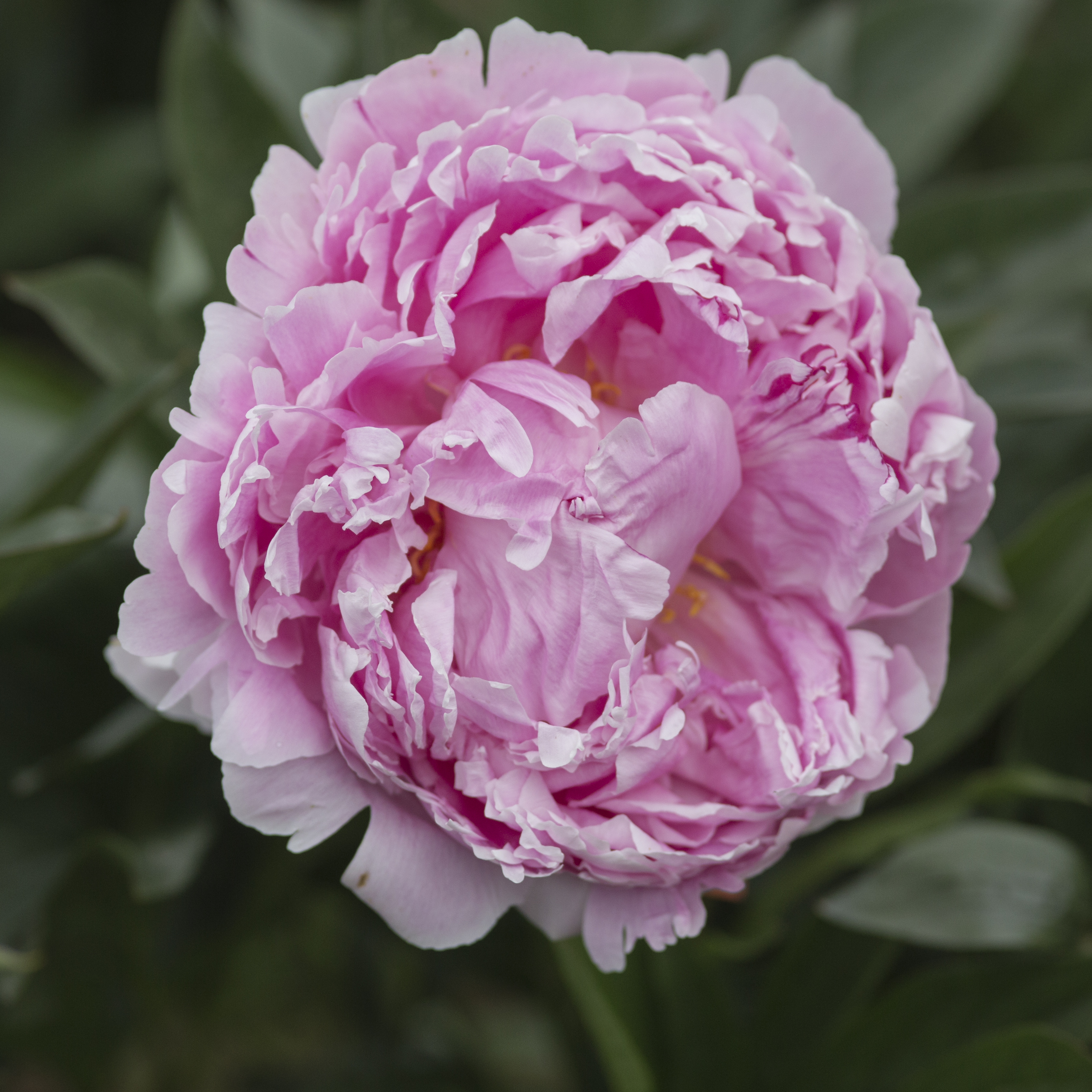 Sarah Bernhardt's classic pink