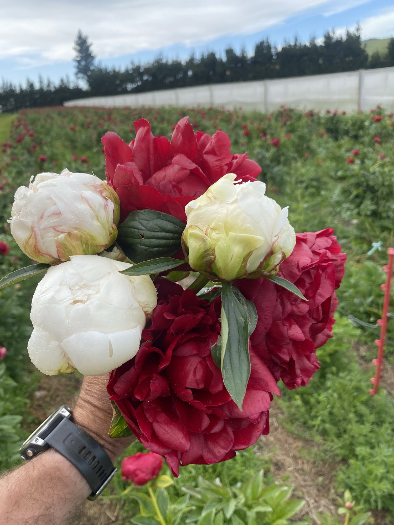 Hand-picked, in the field