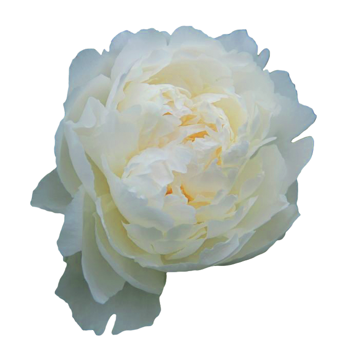 Bowl of Cream
