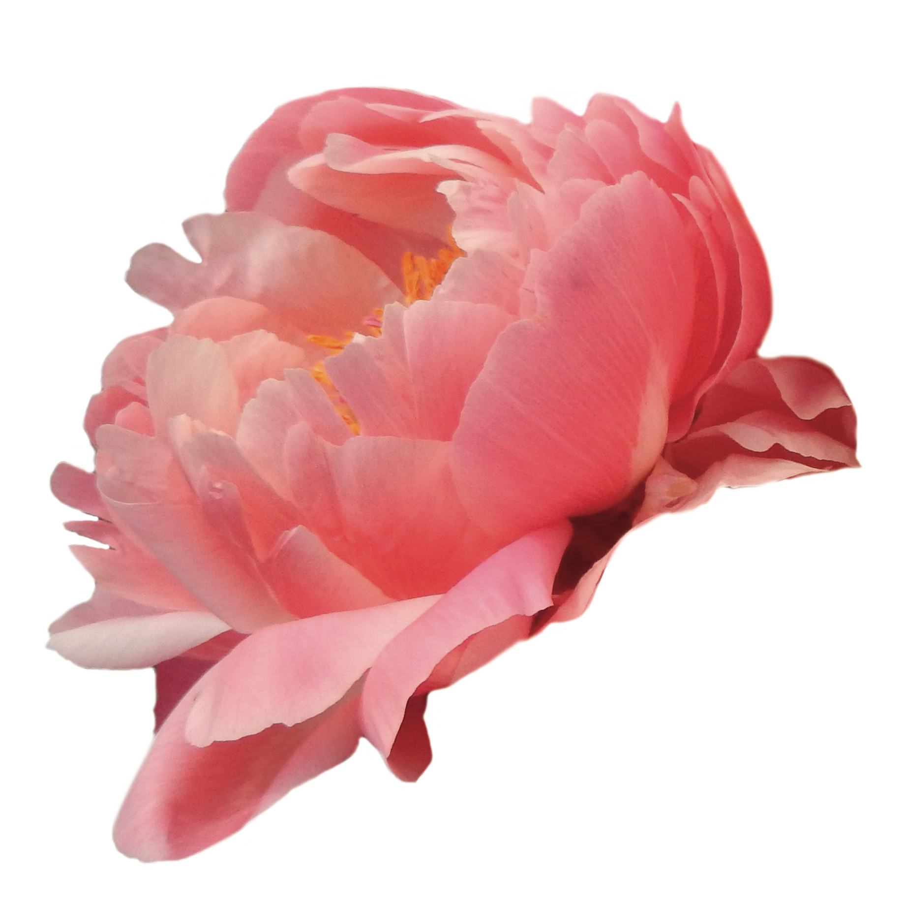 Coral Charm